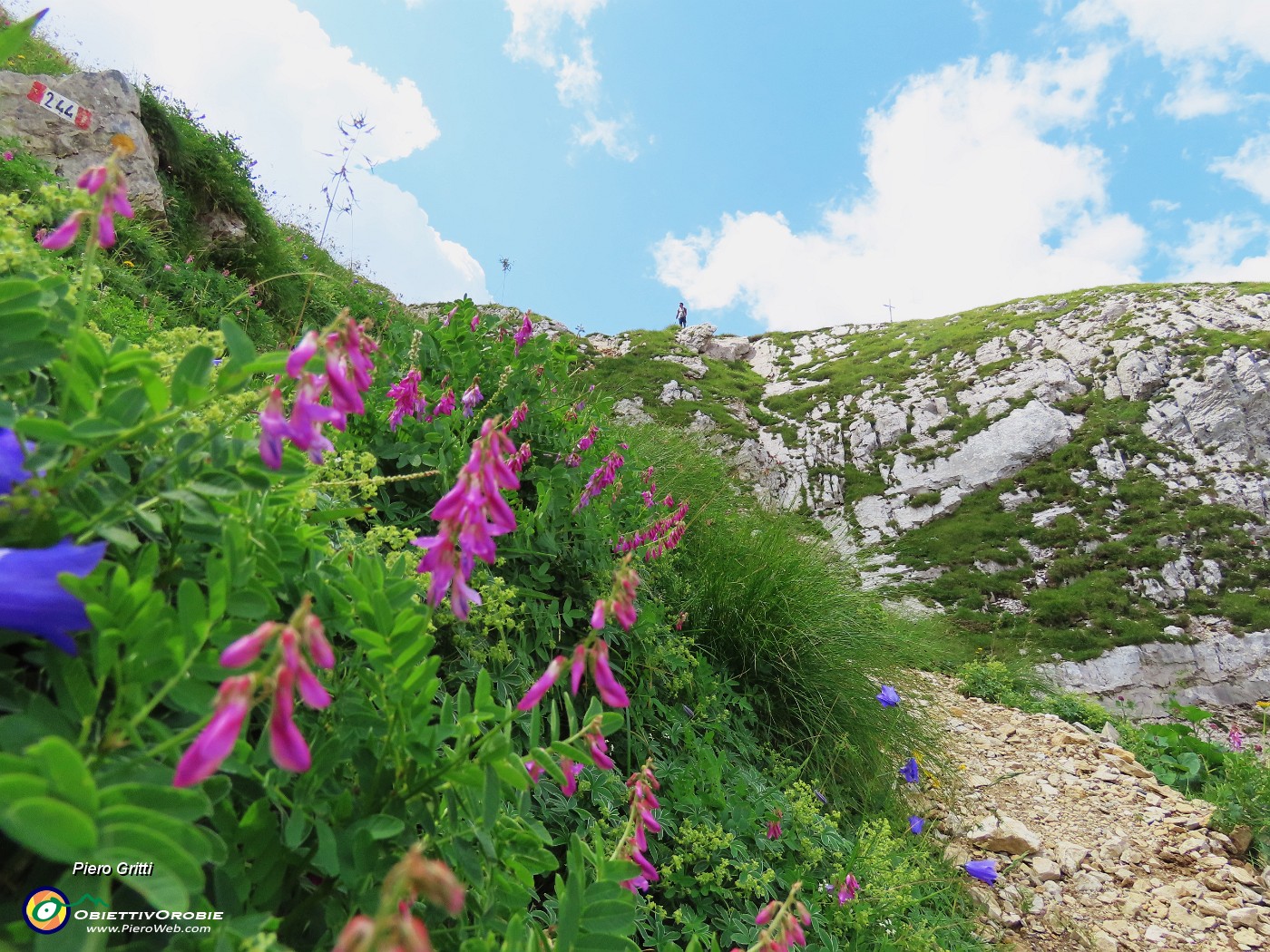 59 Hedysarum hedysaroides (Sulla alpina-slanciata) con vista sul Mandrone e in Corna Piana.JPG